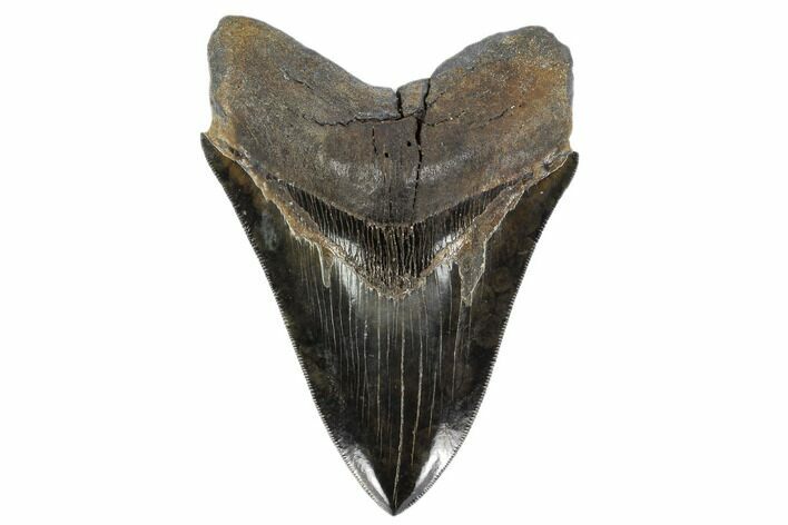 Serrated, Fossil Megalodon Tooth - Collector Quality #119384